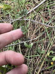 Erythranthe tilingii