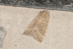 Ipimorpha pleonectusa
