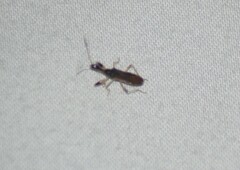 Myodocha serripes