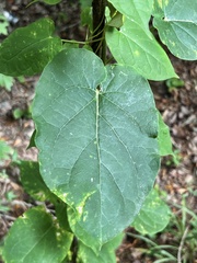 Gonolobus suberosus