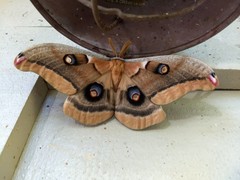 Antheraea oculea