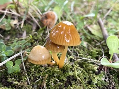 Gliophorus psittacinus