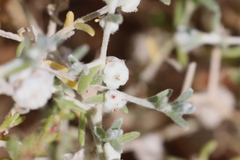 Dissocarpus fontinalis