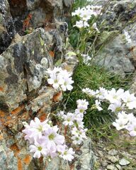 Gypsophila tenuifolia