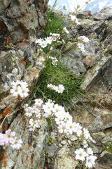 Gypsophila tenuifolia