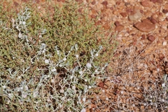 Dissocarpus fontinalis