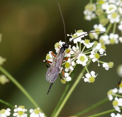 Itoplectis conquisitor