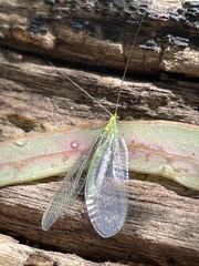 Apertochrysa edwardsi