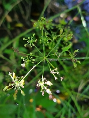 Oenantheae