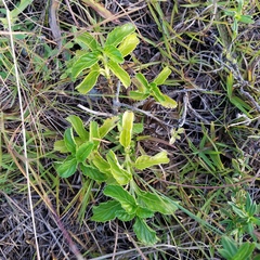 Stachytarpheta jamaicensis