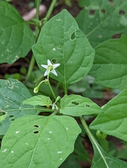 Solanum nigrum