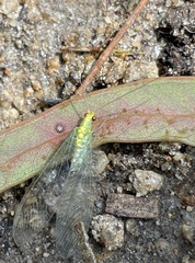 Apertochrysa edwardsi