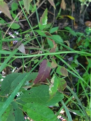 Oenantheae