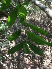 Pittosporum pentandrum