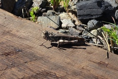 Oedaleus infernalis