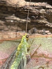 Apertochrysa edwardsi