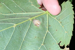 Phyllonorycter lucetiella