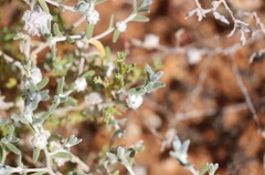 Dissocarpus fontinalis