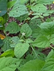 Solanum nigrum