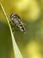 Melangyna viridiceps