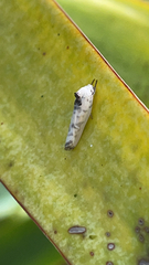Antaeotricha