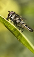 Melangyna viridiceps