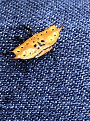 Gasteracantha quadrispinosa