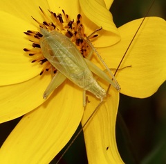 Oecanthus quadripunctatus