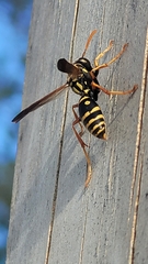 Polistes chinensis