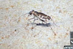 Cicindela hirticollis