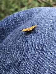 Gasteracantha quadrispinosa