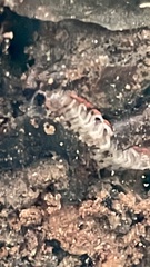 Euryurus maculatus