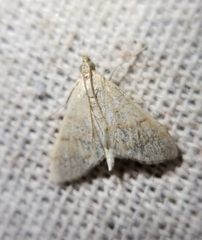 Paracorsia repandalis