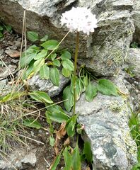 Valeriana alpestris