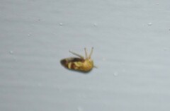 Ophiderma