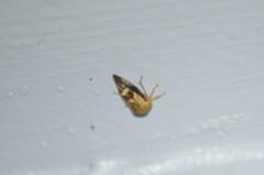 Ophiderma
