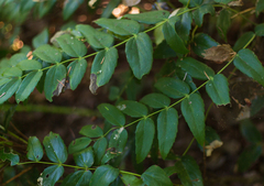Berberis nervosa