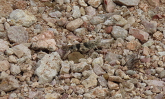 Trimerotropis pallidipennis