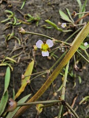 Alisma gramineum