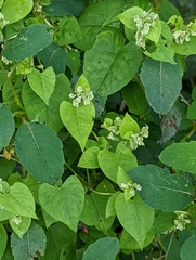 Fallopia scandens