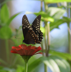Papilio menatius victorinus