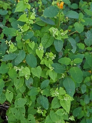 Fallopia scandens