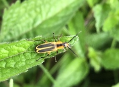 Chauliognathus marginatus