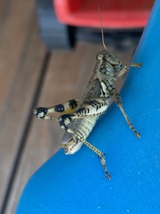 Melanoplus ponderosus