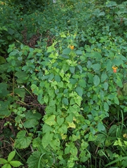 Fallopia scandens