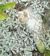 Antennaria caucasica