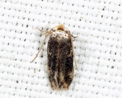 Zimmermannia mesoloba