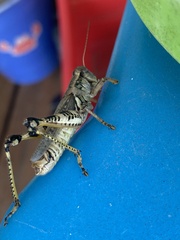Melanoplus ponderosus