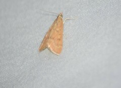 Achyra rantalis