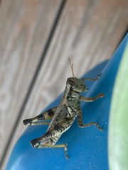Melanoplus ponderosus
